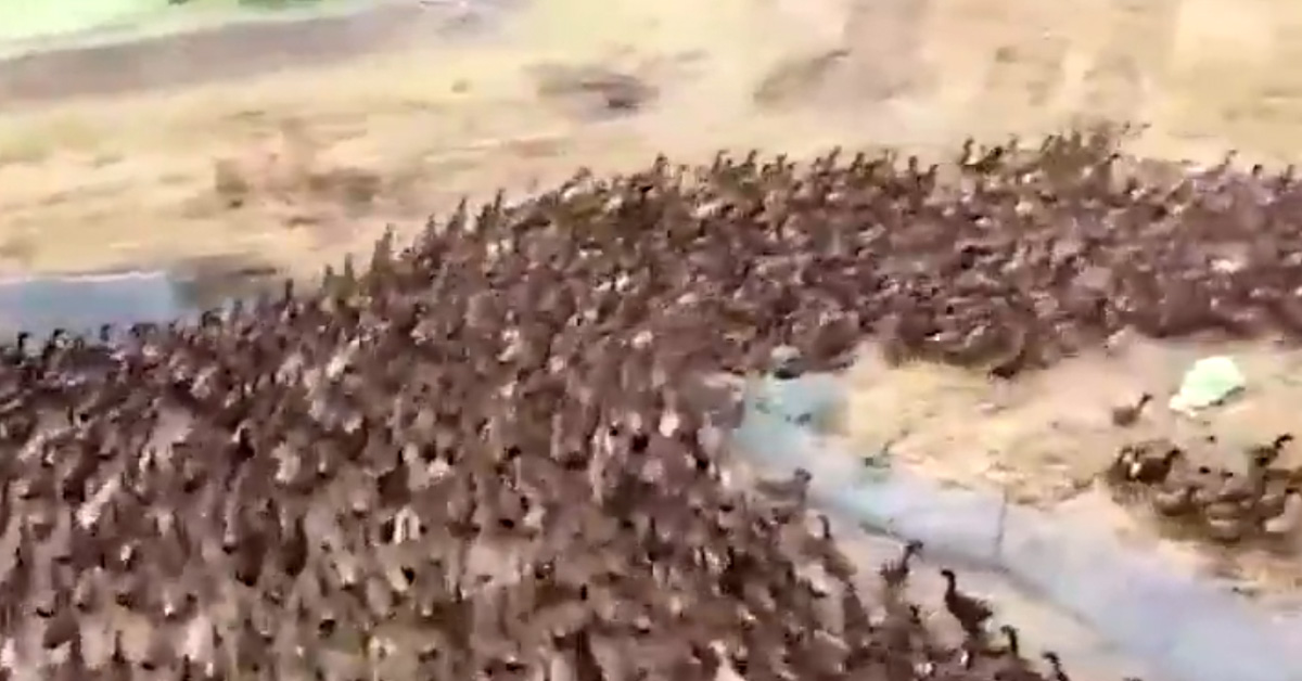 Watch These 10,000 Ducks Enter a Rice Paddy to Eat Bugs thumbnail