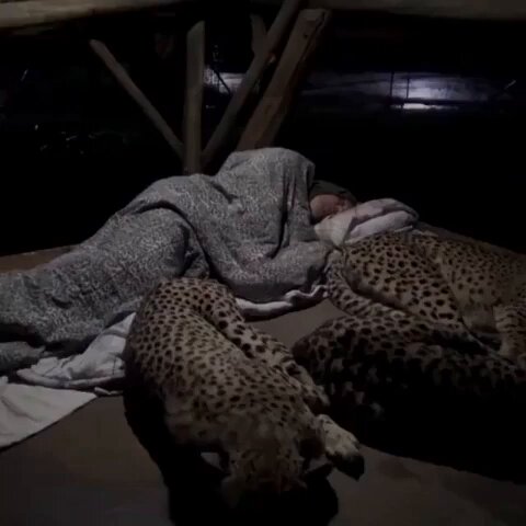 A family of cheetah sleep with the forest guard every night. This is what the camera recorded. thumbnail