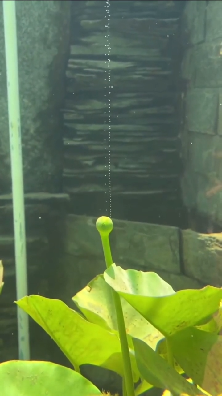 Oxygen production of a plant visible in water thumbnail