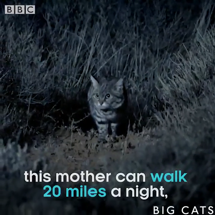 Africa's smallest cat is also the world's deadliest! thumbnail