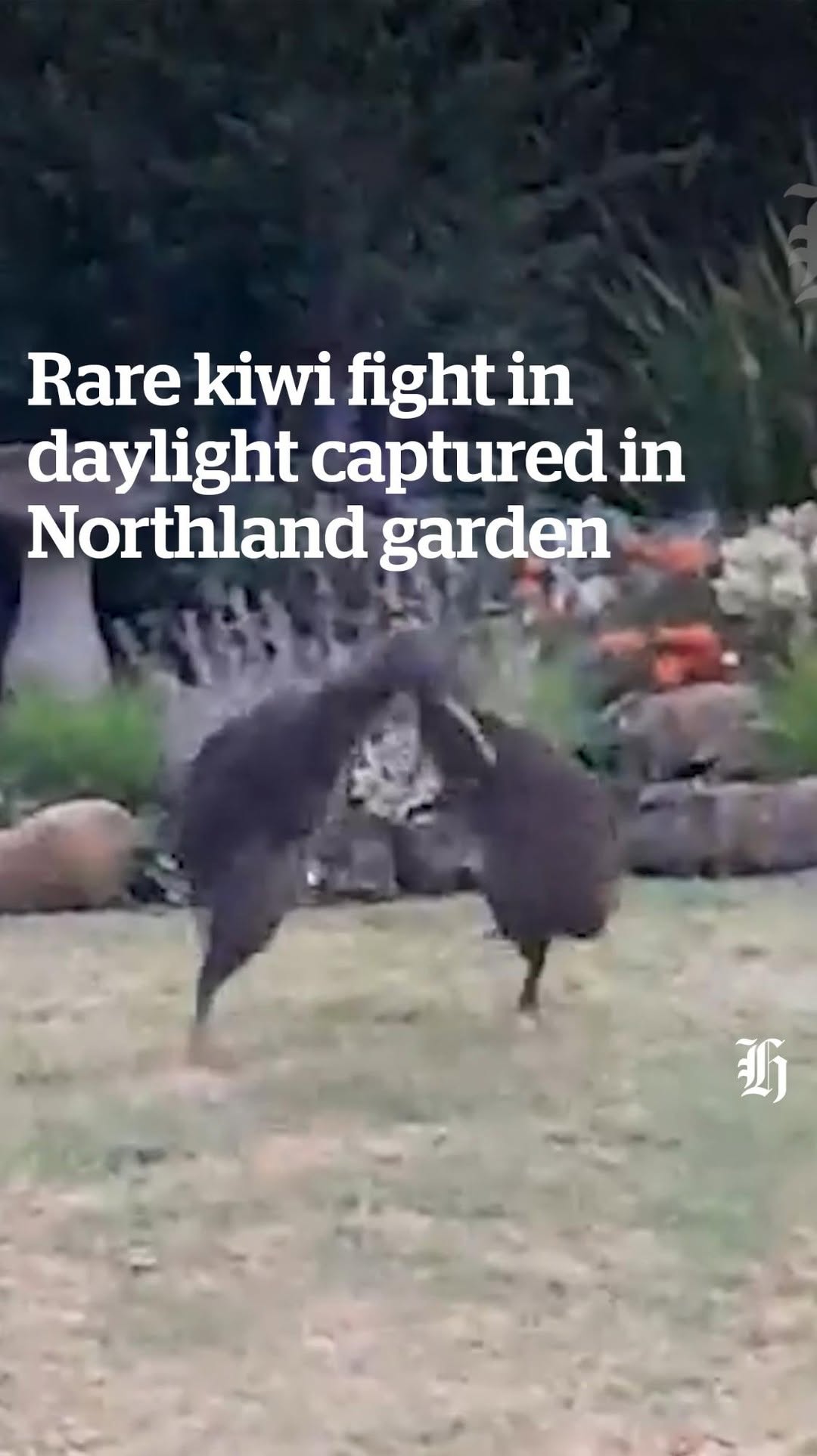 Kiwi Birds Get Caught Fighting thumbnail