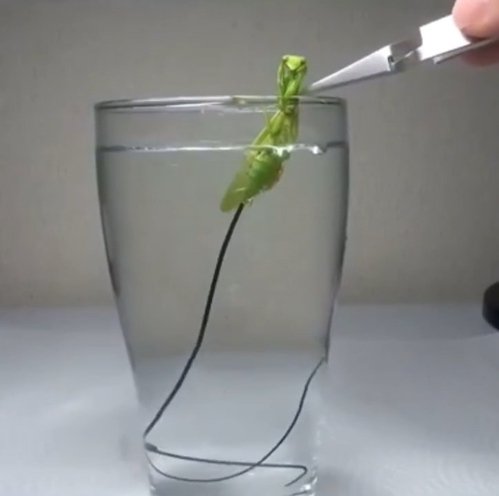See the Parasite Escape This Praying Mantis in Water! thumbnail