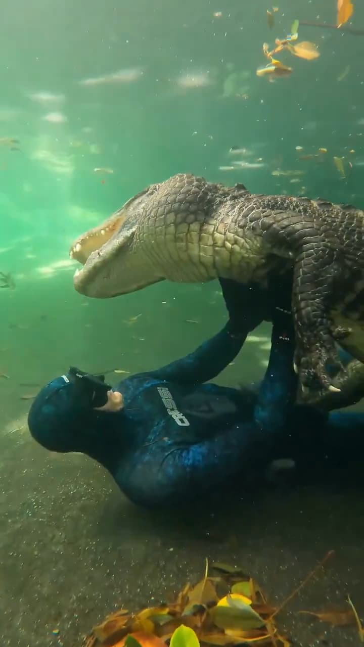 Diver casually interacts with a crocodile thumbnail