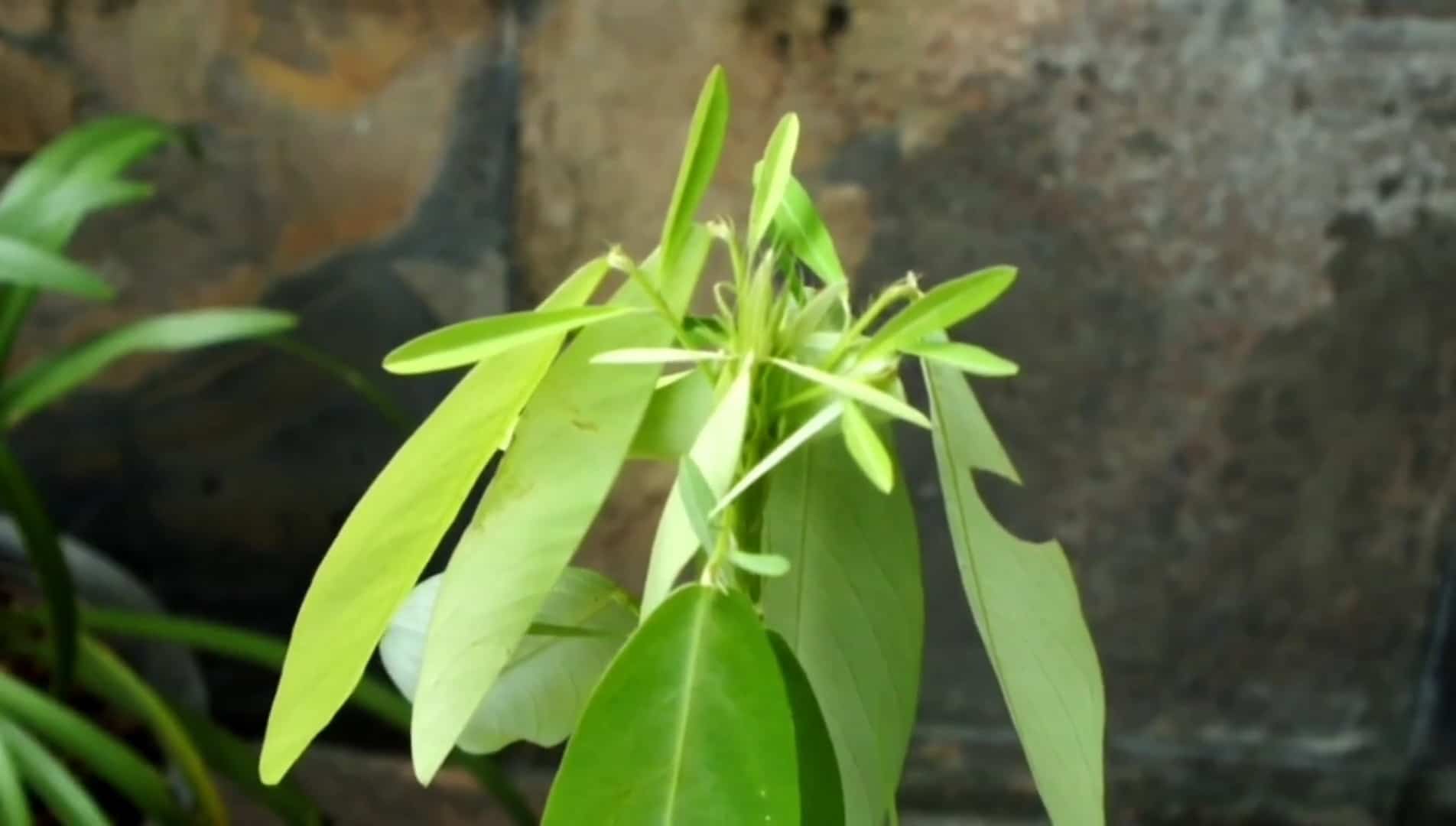 This is called the Dancing Plant. It moves to sound or light. This is moving in real time to the music