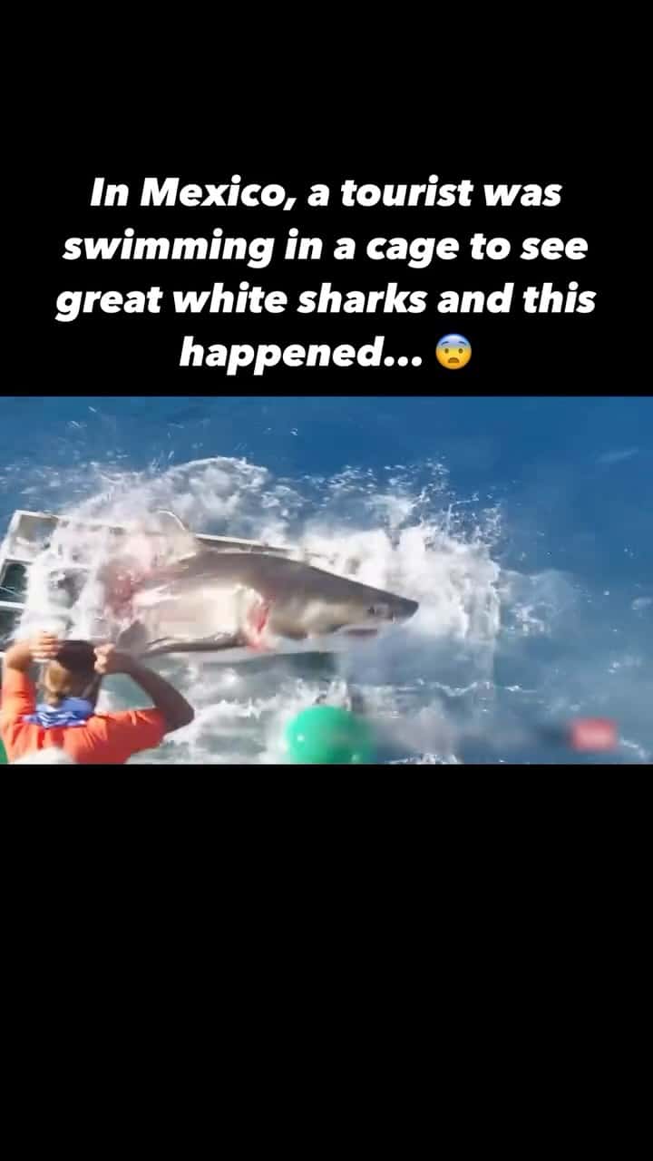 Thrill Turns to Terror: Great White Shark Breaches Diver's Cage in Mexico