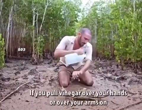 If you pour vinegar over your arms, crabs won’t bite you