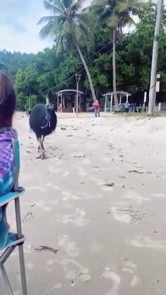 Australian Cassowary, "Whatcha Doing, Got Any Games On There"