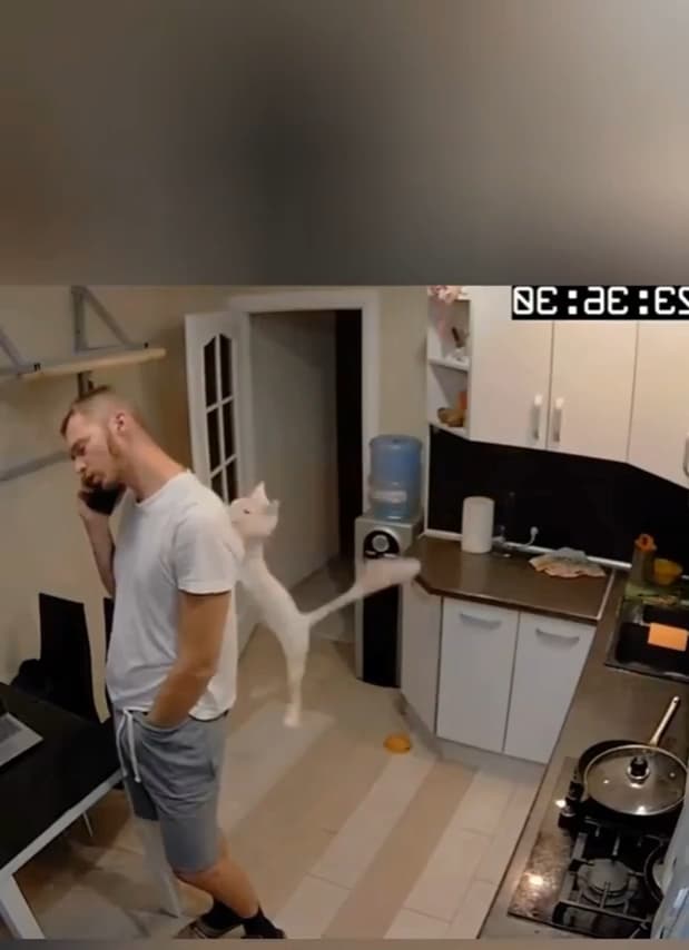 When cats attack