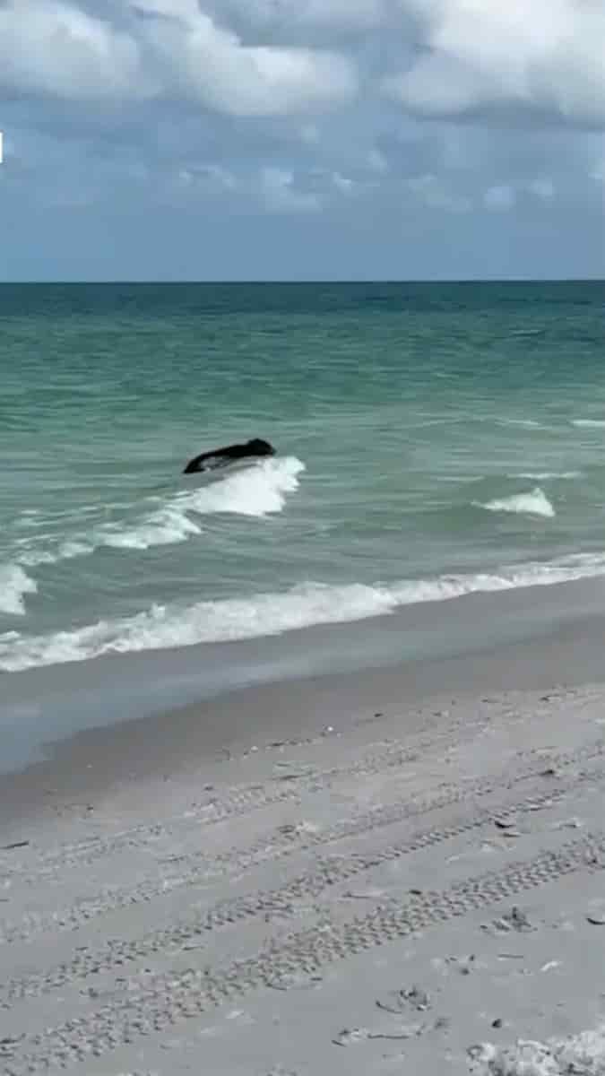 "Mom, run!" Beachgoers were shocked to see a black bear swimming in the water in Naples, Florida. 🐻