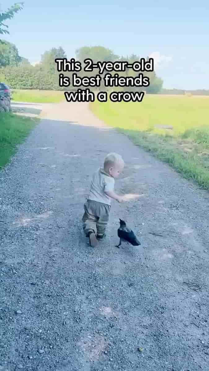 This 2 year old is best friends with a wild crow