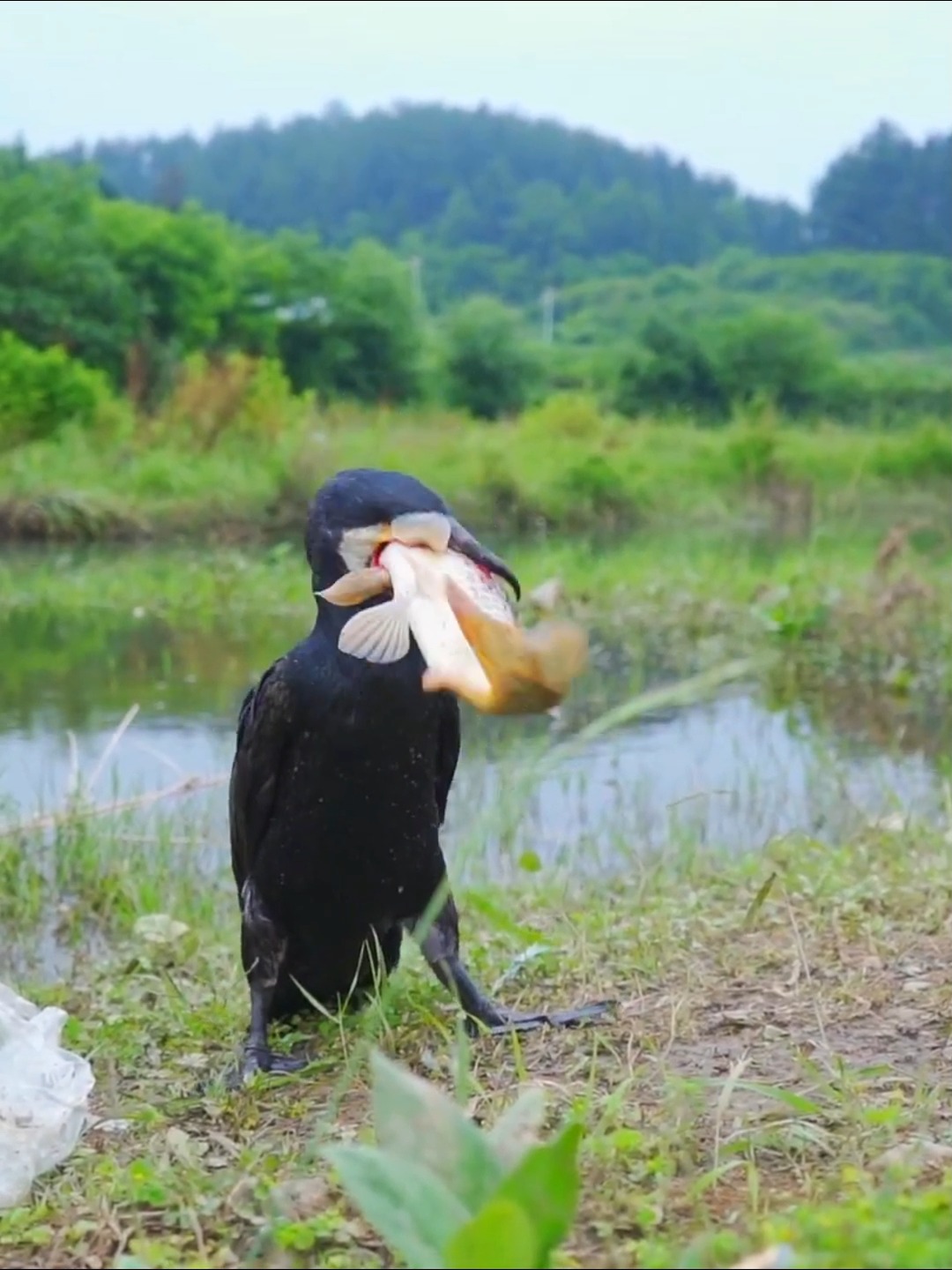 This bird Got amazing fishing skills! thumbnail