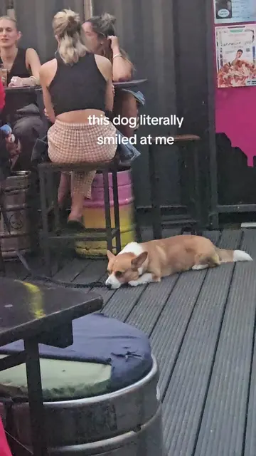 This dog literally smiles!