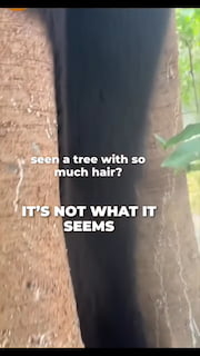 It's Not What It Seems: That's not hair!