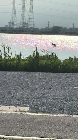 So wait... is the deer running on water? So confused?