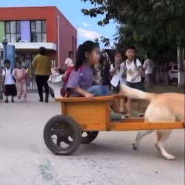 Dog picks up a little girl from school every day with a car made by het father thumbnail