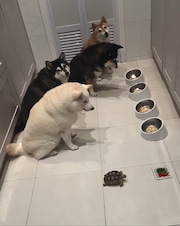 This four dogs have been taught to wait for their slower sibling, before starting their meal thumbnail