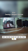 Meet the Belgian Malinois on steroids! thumbnail