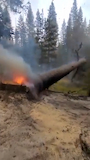 Hidden Flames: The Deadly Internal Burning That Reignites Forests thumbnail