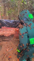 Removal of a hornets nest thumbnail