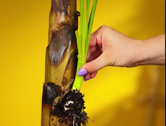 Planting Experiments with Surprising Results thumbnail