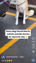 Couple in Vancouver leave their dog outside their car while shopping in Costco pt 1 thumbnail