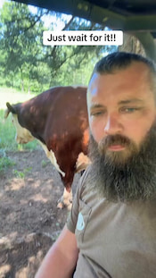 Farmer explains his weird relationship with his bull, Rufus thumbnail