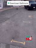 Raccoon shows signs of severe intoxication, staggering erratically as if under the influence of drugs thumbnail