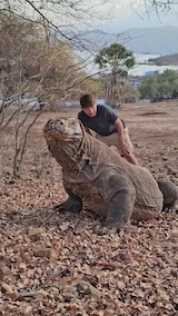 The largest living lizard in the world Komodo dragon!(Indonesia) thumbnail