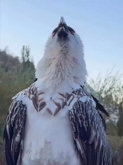 Vulture swallow a large bone whole! thumbnail