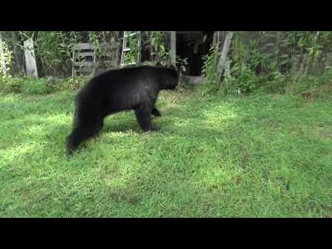 Man Offers Treats to Bear and Cubs thumbnail