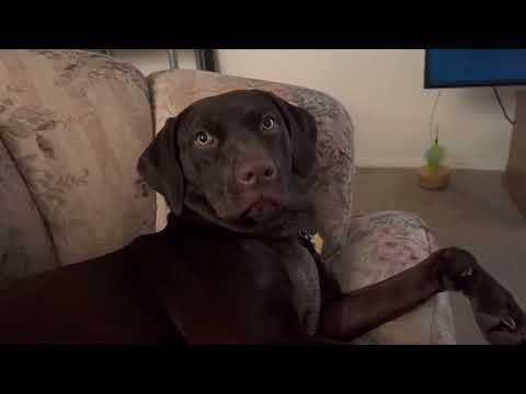 Is this dog back talking? thumbnail