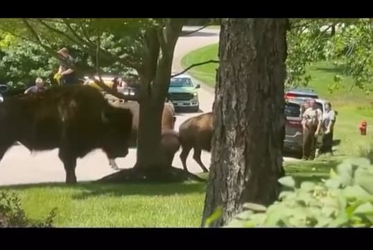 Did she seriously try larping as a matador on a bison? Some folks simply aren’t wired properly to survive the game of life