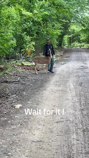 AND THE MORAL OF THE STORY IS LEAVE THE DEER ALONE!
