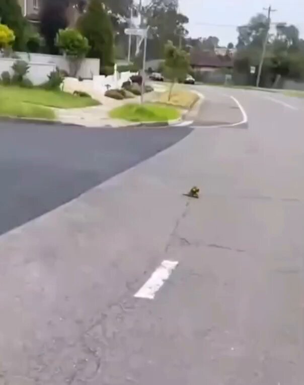 A bird that brought all its friends to thank the lady who rescued it