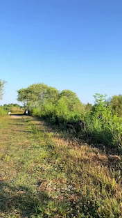 HUGE 14ft gator in Lakeland goes viral