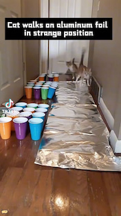 Fun fact.  Cats have an aversion to aluminum foil, which is why some people use it to deter cats from certain areas.